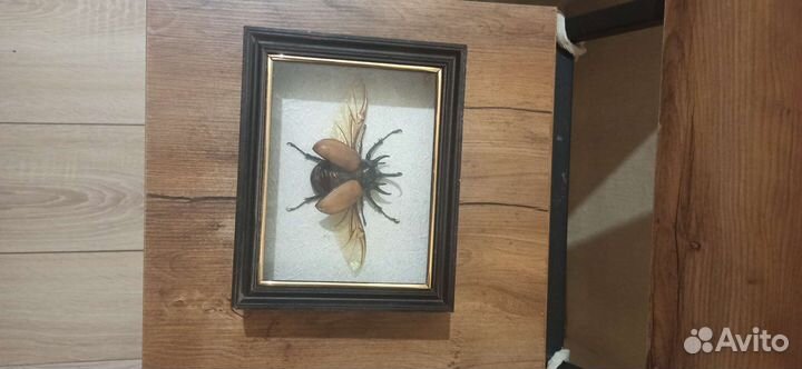 Вьетнамский жук носорог в рамке