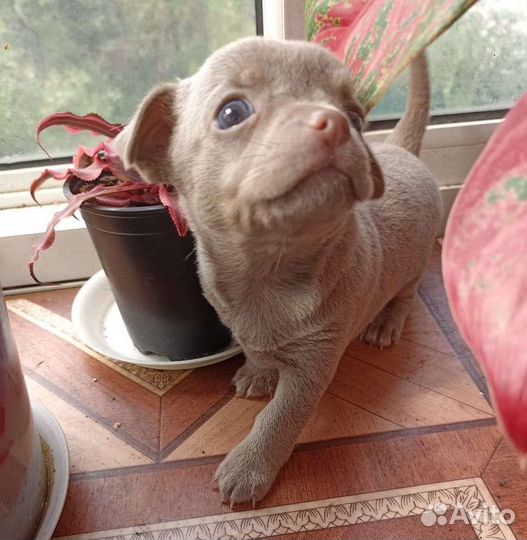 Супер шикарные лиловые Чихуахуа