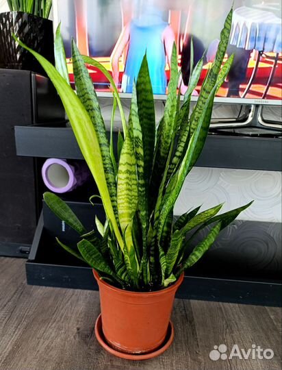 Сансевиерия зейланика