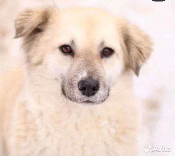 Собака в добрые руки