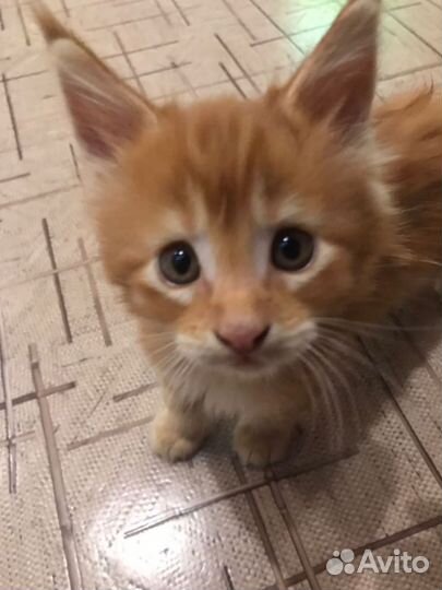 Котёнок Мейн-кун