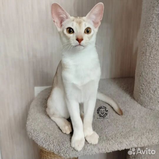 Абиссинские котята