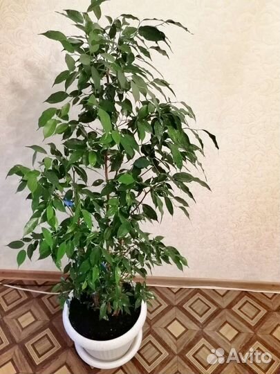 Фикус бенджамина