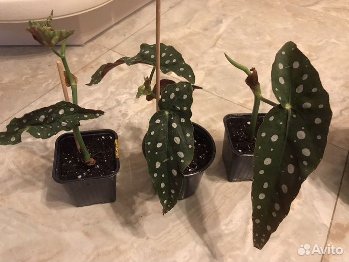 Бегония Макулата