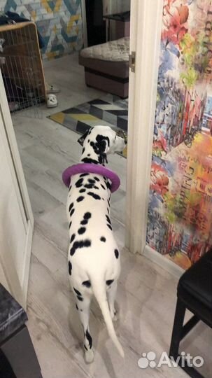 Далматин вязка