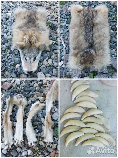 Хвост, когти, зубы, клыки