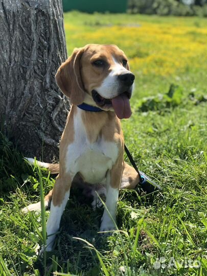 Вязка кобель бигль