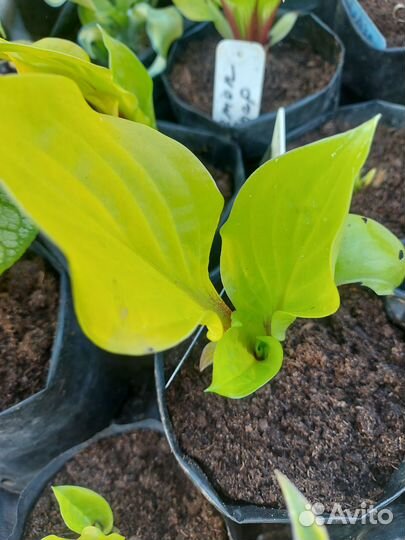 Хоста Lemon Snap