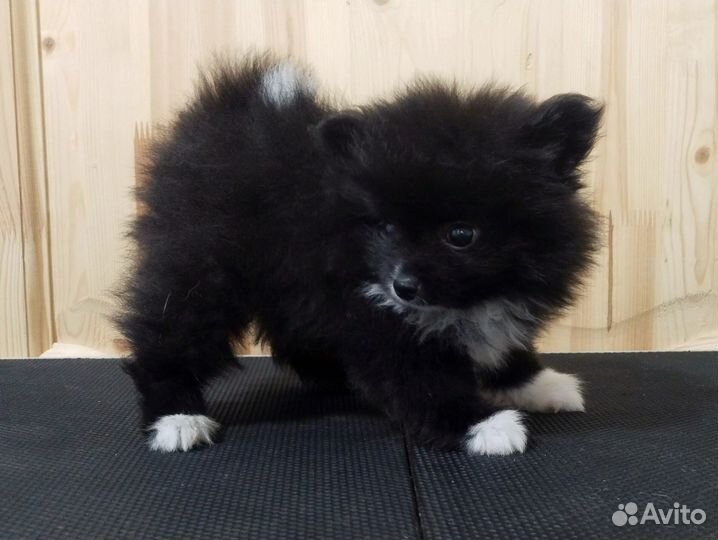 Щенки померанского шпица