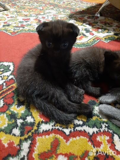 Котята от шотландской кошечки