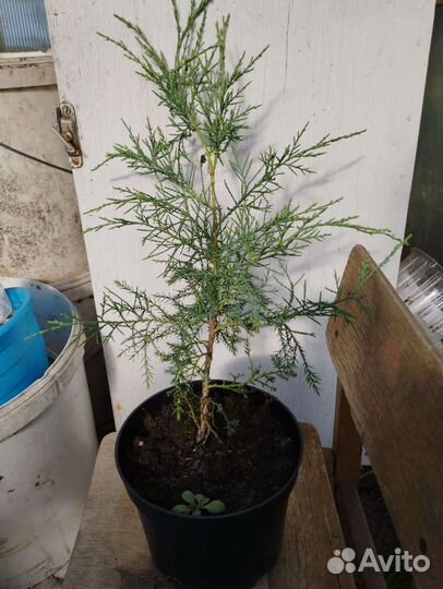 Можжевельник казацкий Глаука