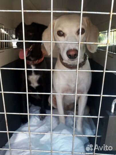 Перевозка собак, перевозка животных, зоотакси