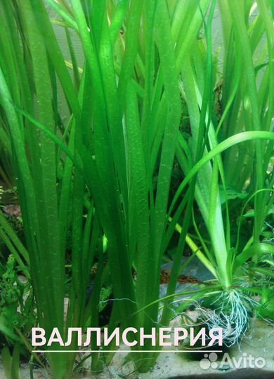 Аквариумные растения