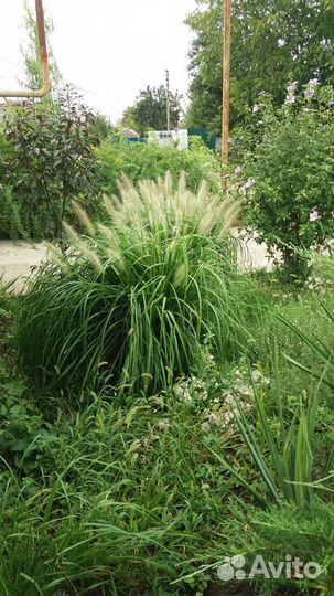 Пеннисетум