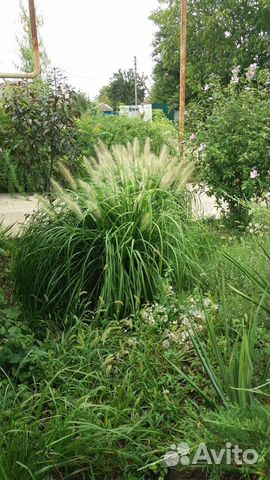 Пеннисетум