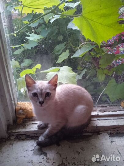 Кошка в дар