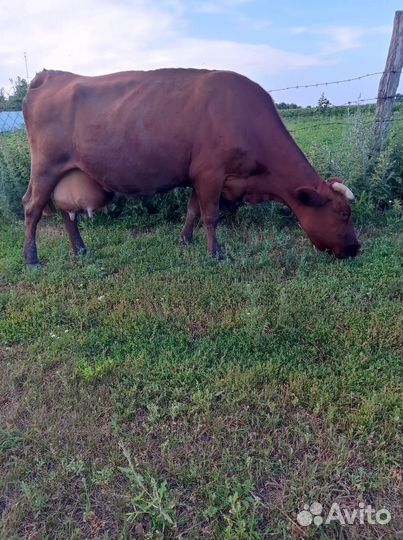 Корова дойная