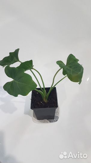 Филодендрон Ксанаду