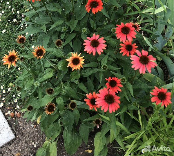 Многолетники-вербена бонарская,эхинацея,анемона