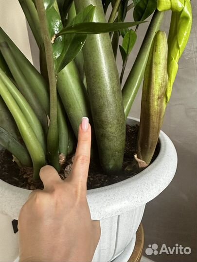 Замиокулькас огромный толстый