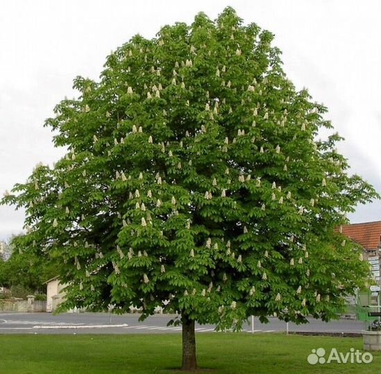 Каштан конский глабра Высота 400-500