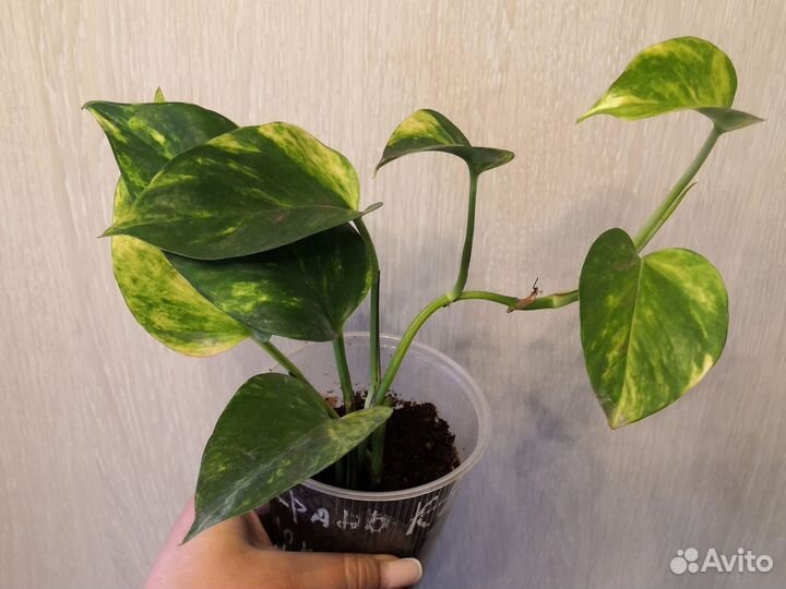 Сингониум арроу ред, сциндапсус