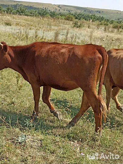 Телки стельные