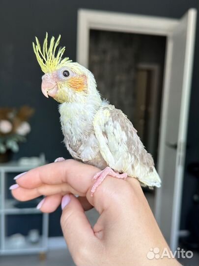 Попугай корелла птенец