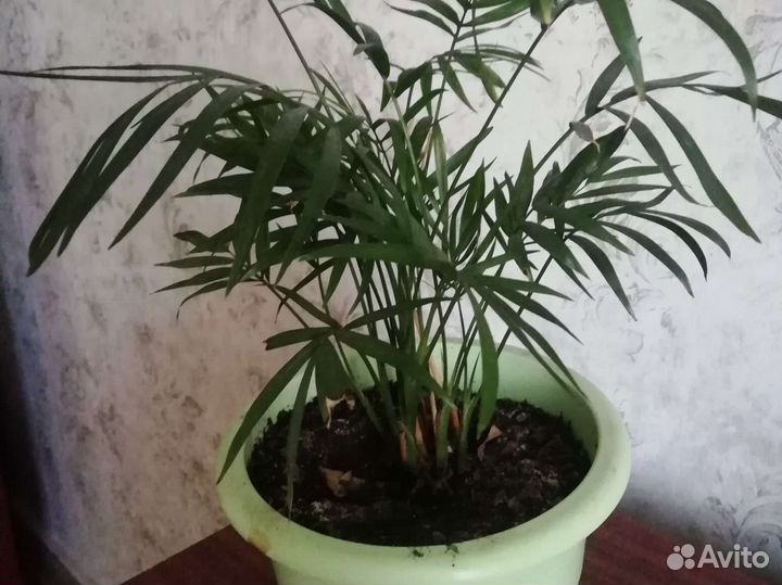 Пальма хамедорея