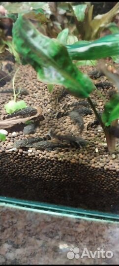 Сомики анциструсы