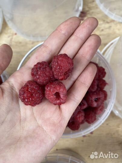 Клубника домашняя, малина, ежевика и голубика