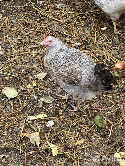 Куры молодки