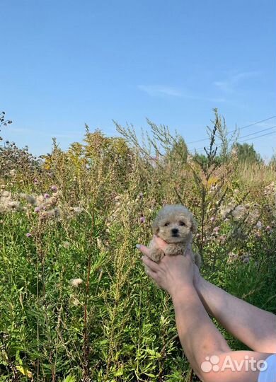 Щенки мальтипу f1 мини москва