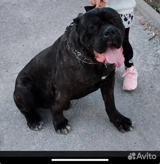 Кане Корсо вязка