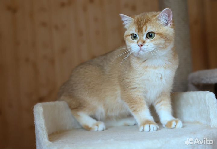 Британская кошка
