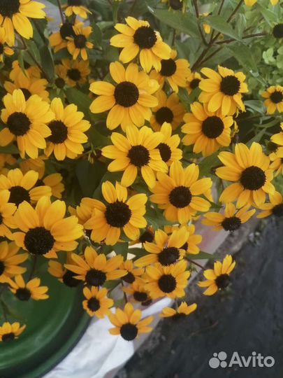 Гвоздика, тысячелистник декоративный