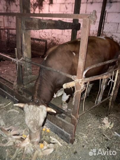 Продам коров первотелки 2 головы