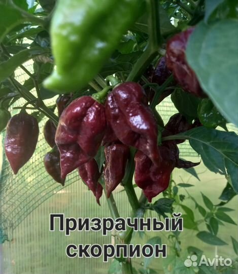 Семена суперострого перца