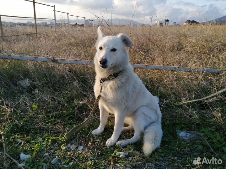 Швейцарская овчарка
