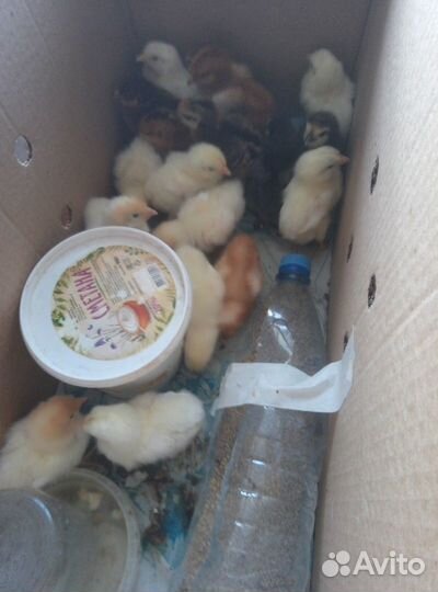 Цыплята недельные несушки