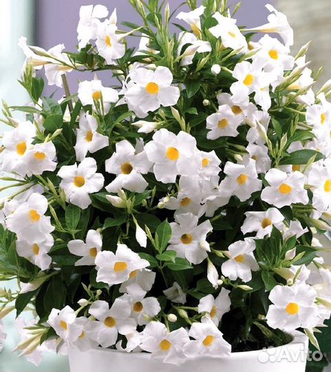 Диплодения