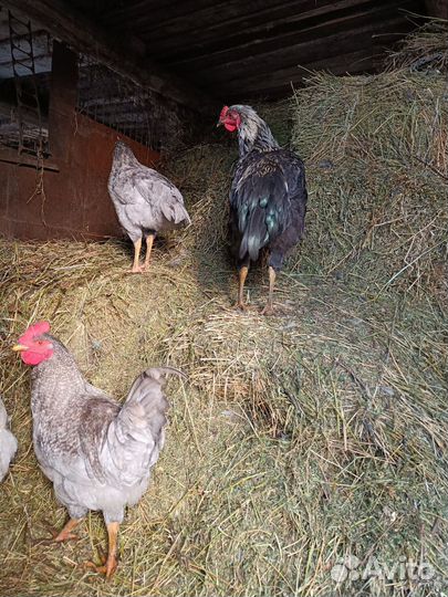Петухи