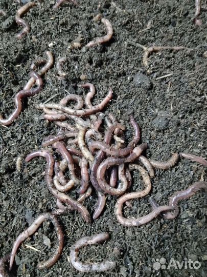 Черви крупная дендробена(выползок)
