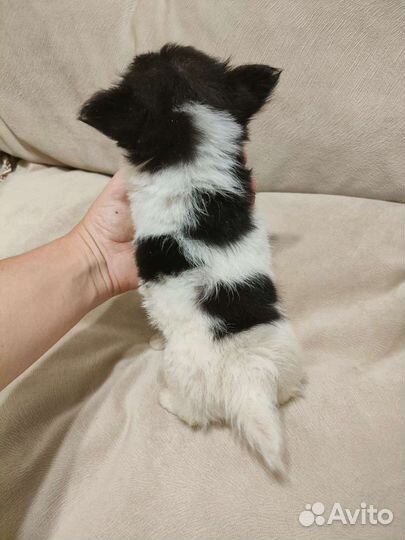 Чихуахуа мальчик мини