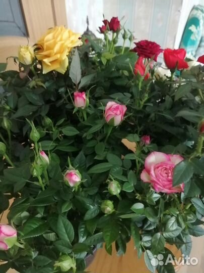 Кустовые розы комнатные