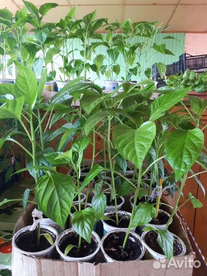 Рассада помидор и перцев