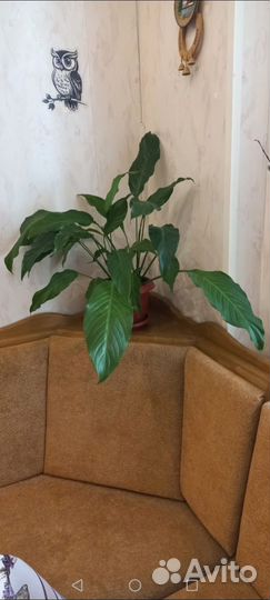 Спатифиллум