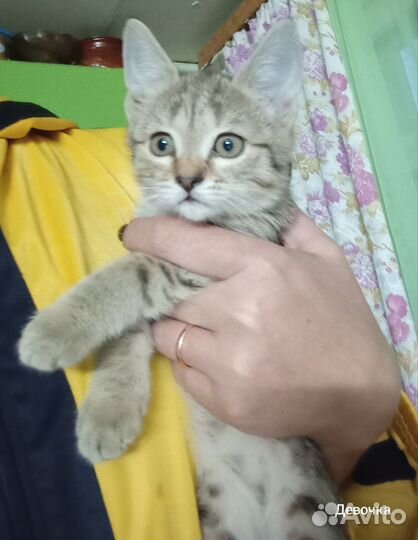 Шотландская