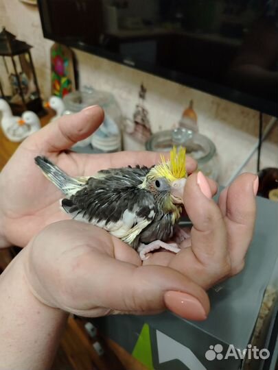 Попугай корелла птенцы ручные