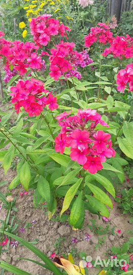 Флоксы,лилейники многолетние